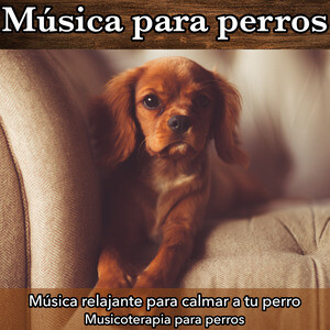 Música Para Perros Song (2018), Música Ambiental Para Perros MP3 Song Download from Música Para Perros: Música Relajante Para Calmar a Tu Perro - Musicoterapia Para Perros – Hungama (New Song 2022)