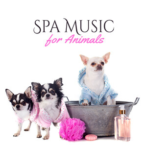 Good Afternoon Song Download by Real Massage Music Collection – Spa Music  for Animals (Relaxation Relief and Calmness) @Hungama