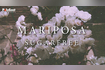 Mariposa (Official Lyric Video) Video Song