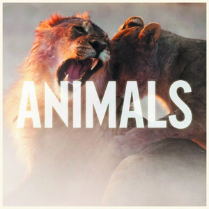 Animals Song Download by Maroon 5 – Animals @Hungama