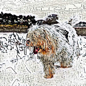 shaggy dog album