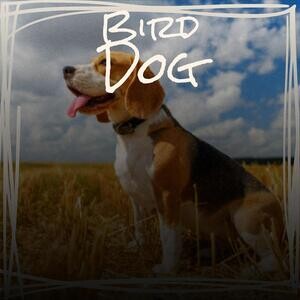 300px x 300px - Windy City Woman Song Download by Charity â€“ Bird Dog @Hungama