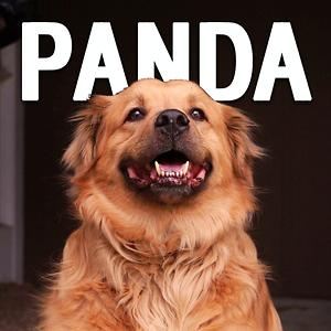 Panda Songs Download, MP3 Song Download Free Online - Hungama.com