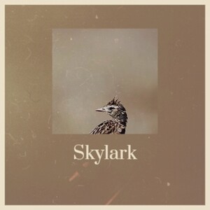 skylark songs