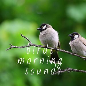 Different Animal Sounds Song Download by We Do Natural – Birds Morning  Sounds @Hungama