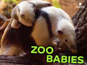 Zoo Babies