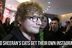 Ed's Cat Love Video Song