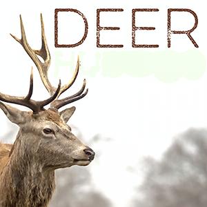 mp3 deer.com download